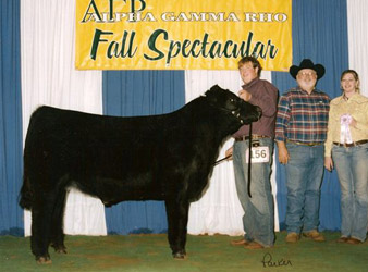 Reserve Champion Limousin Steer